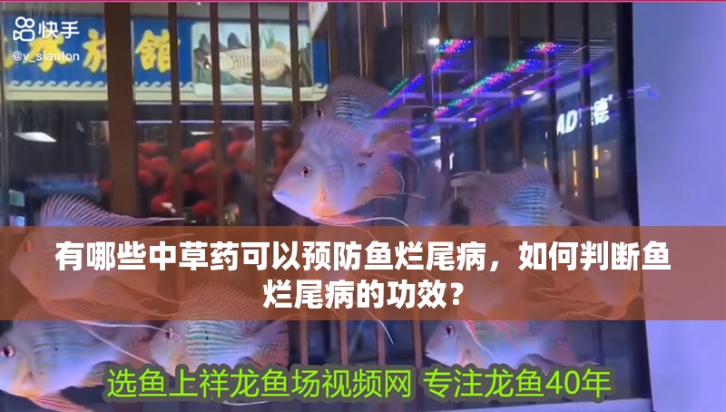 有哪些中草藥可以預防魚爛尾病，如何判斷魚爛尾病的功效？