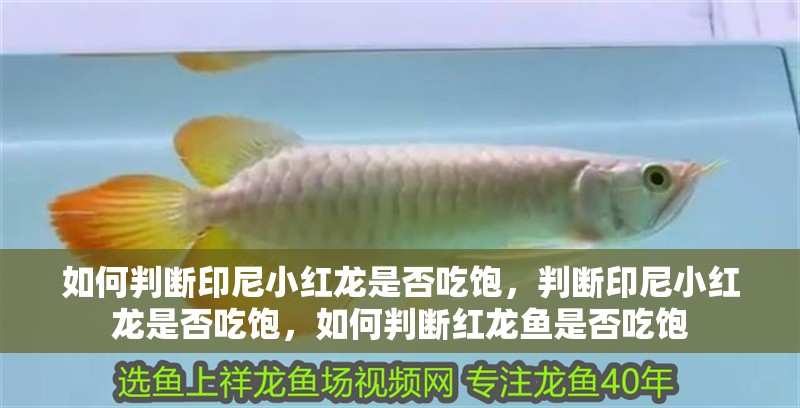 如何判斷印尼小紅龍是否吃飽，判斷印尼小紅龍是否吃飽，如何判斷紅龍魚(yú)是否吃飽
