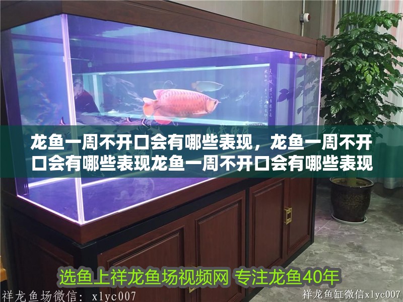 龍魚一周不開口會(huì)有哪些表現(xiàn)，龍魚一周不開口會(huì)有哪些表現(xiàn)龍魚一周不開口會(huì)有哪些表現(xiàn)