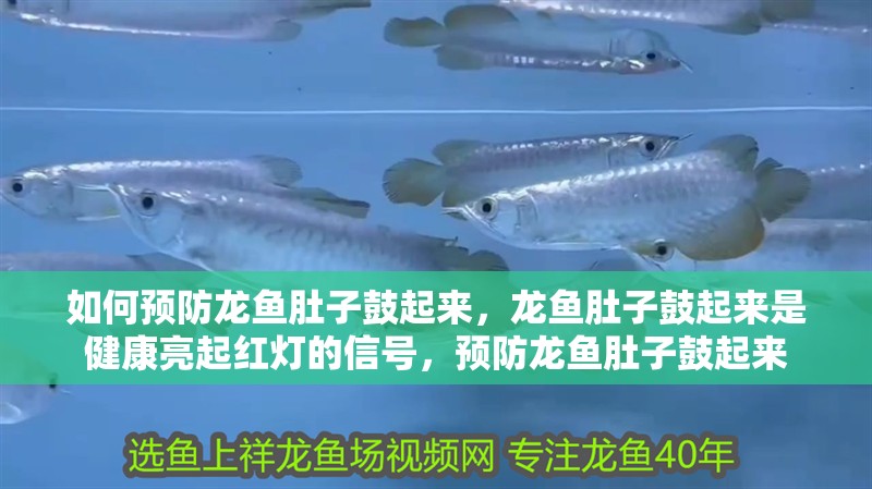 如何預(yù)防龍魚肚子鼓起來，龍魚肚子鼓起來是健康亮起紅燈的信號，預(yù)防龍魚肚子鼓起來