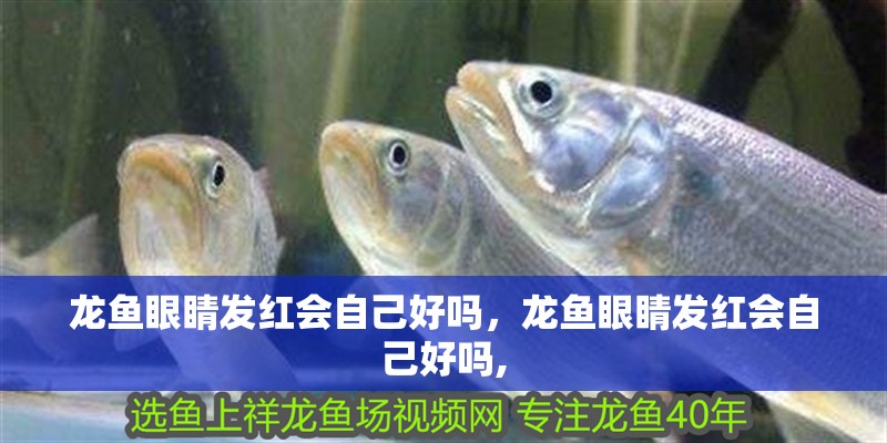 龍魚眼睛發紅會自己好嗎，龍魚眼睛發紅會自己好嗎,