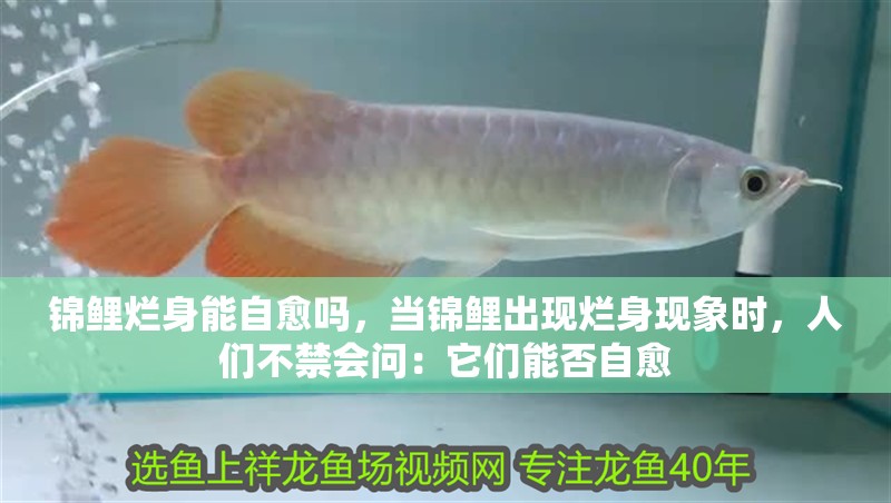 錦鯉爛身能自愈嗎，當錦鯉出現(xiàn)爛身現(xiàn)象時，人們不禁會問：它們能否自愈