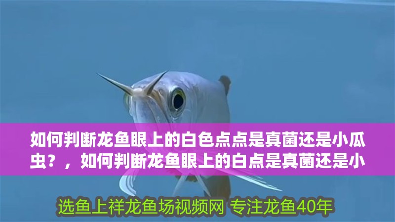 如何判斷龍魚眼上的白色點點是真菌還是小瓜蟲？，如何判斷龍魚眼上的白點是真菌還是小瓜蟲？