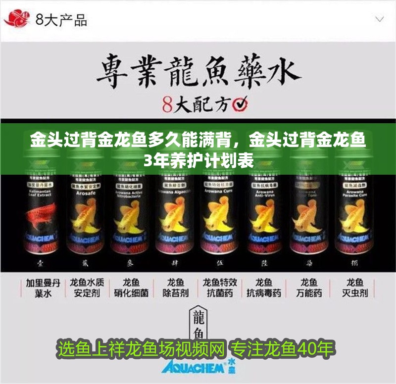 金頭過背金龍魚多久能滿背，金頭過背金龍魚3年養護計劃表