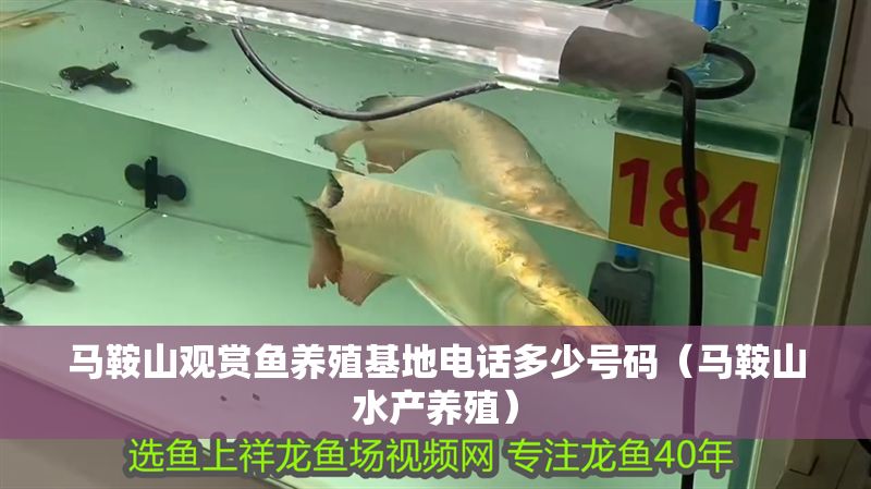 馬<strong><mark>鞍山</mark></strong>觀賞魚養殖基地電話多少號碼（馬<strong><mark>鞍山</mark></strong>水產養殖）