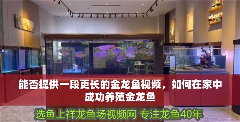 能否提供一段更長的金龍魚視頻，如何在家中成功養殖金龍魚