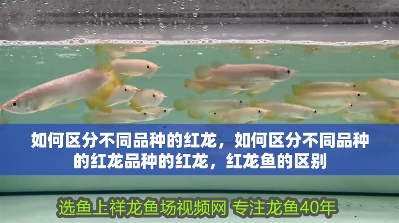 如何區分不同品種的紅龍，如何區分不同品種的紅龍品種的紅龍，紅龍魚的區別