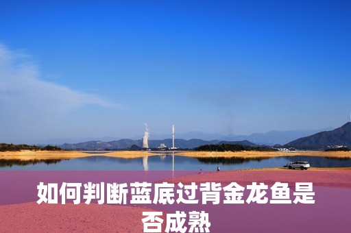 如何判斷藍底過背金龍魚是否成熟