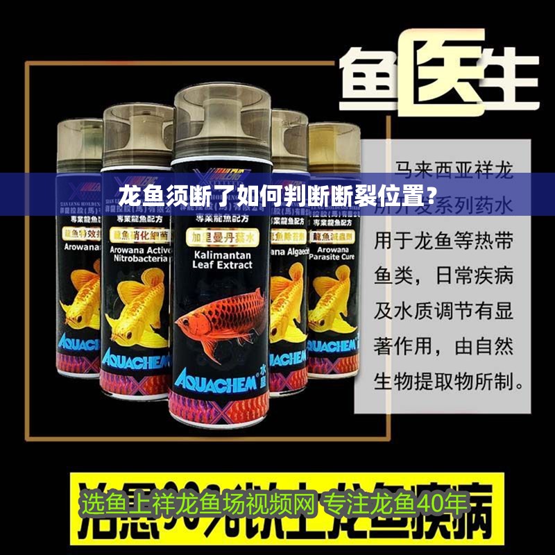 龍魚須斷了如何判斷斷裂位置？