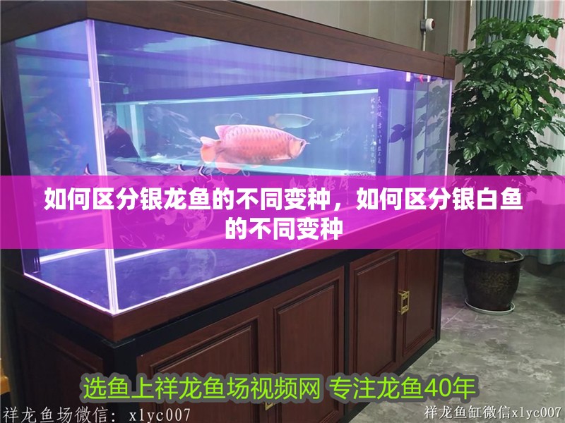 如何區分銀龍魚的不同變種，如何區分銀白魚的不同變種