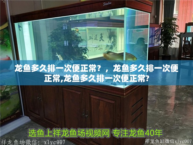 龍魚多久排一次便正常？，龍魚多久排一次便正常,龍魚多久排一次便正常?