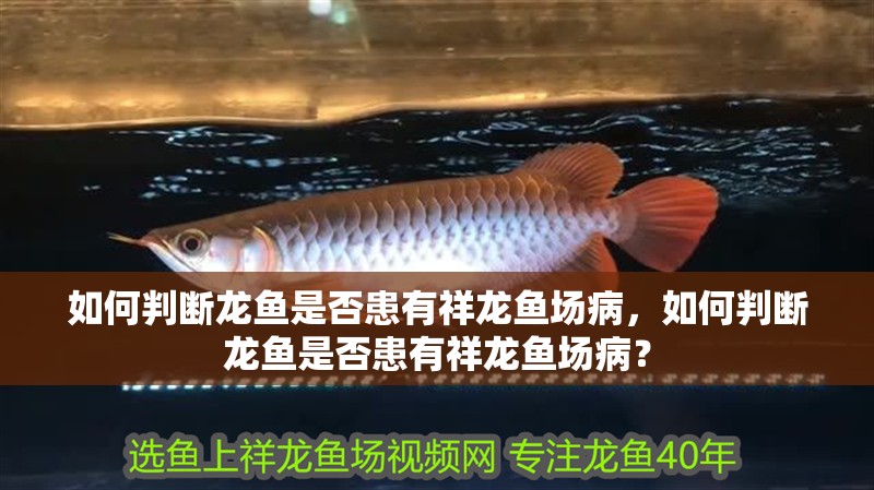 如何判斷龍魚是否患有祥龍魚場病，如何判斷龍魚是否患有祥龍魚場病？