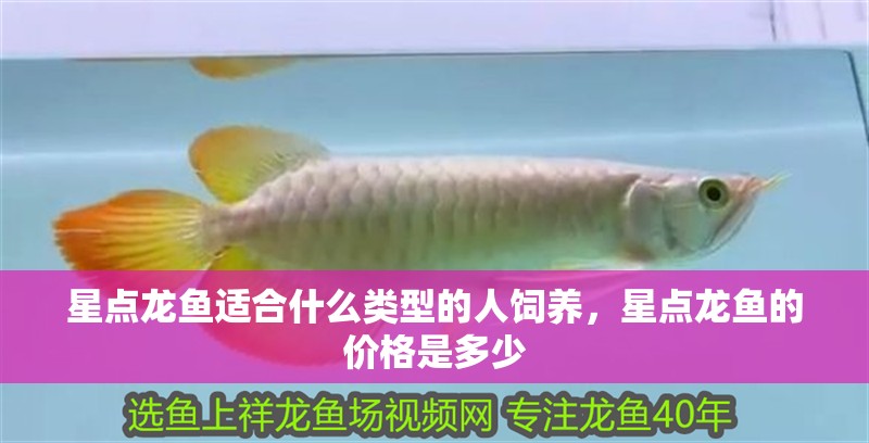 星點龍魚適合什么類型的人飼養(yǎng)，星點龍魚的價格是多少