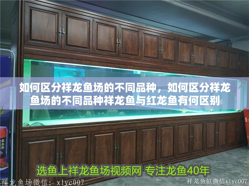 如何區分祥龍魚場的不同品種，如何區分祥龍魚場的不同品種祥龍魚與紅龍魚有何區別