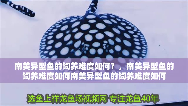 南美異型魚的飼養難度如何？，南美異型魚的飼養難度如何南美異型魚的飼養難度如何