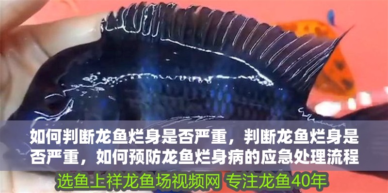如何判斷龍魚爛身是否嚴重，判斷龍魚爛身是否嚴重，如何預防龍魚爛身病的應急處理流程清單