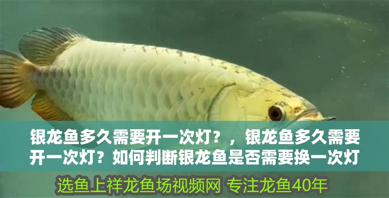 銀龍魚多久需要開一次燈？，銀龍魚多久需要開一次燈？如何判斷銀龍魚是否需要換一次燈管？