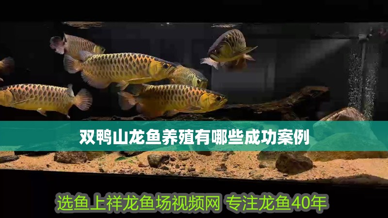 雙鴨山龍魚養殖有哪些成功案例