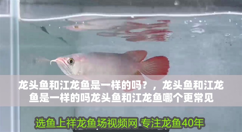 龍頭魚和江龍魚是一樣的嗎？，龍頭魚和江龍魚是一樣的嗎龍頭魚和江龍魚哪個更常見