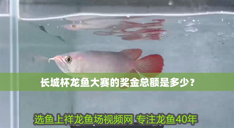 長城杯龍魚大賽的獎金總額是多少？