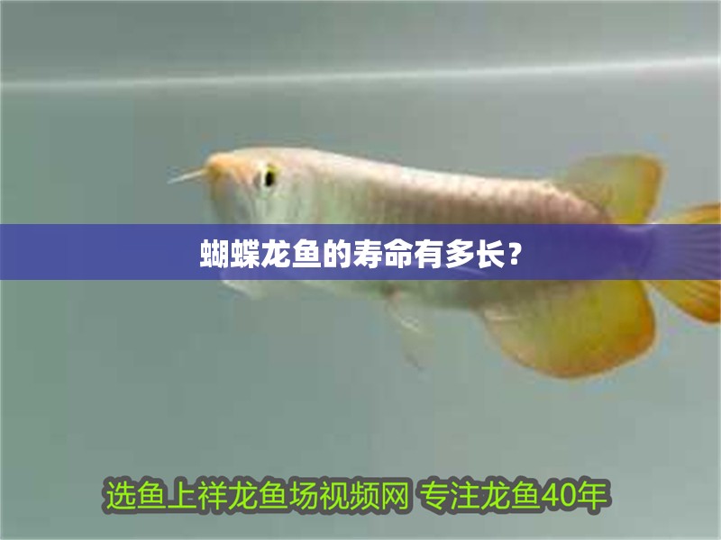 蝴蝶龍魚的壽命有多長？