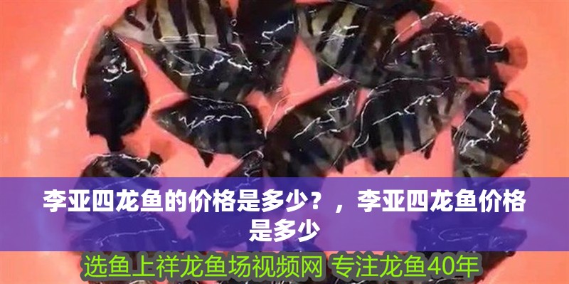李亞四龍魚的價格是多少？，李亞四龍魚價格是多少