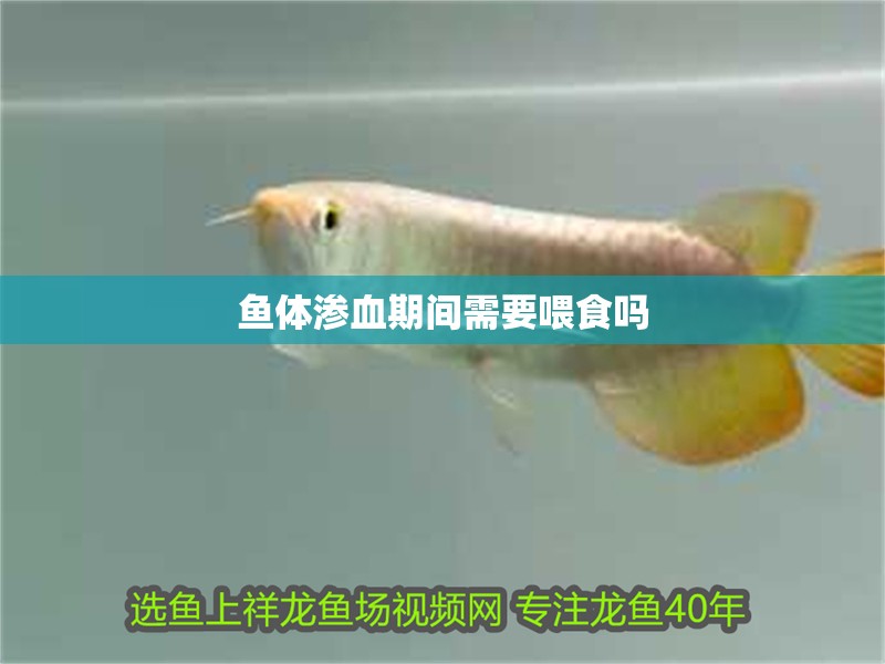 魚體滲血期間需要喂食嗎