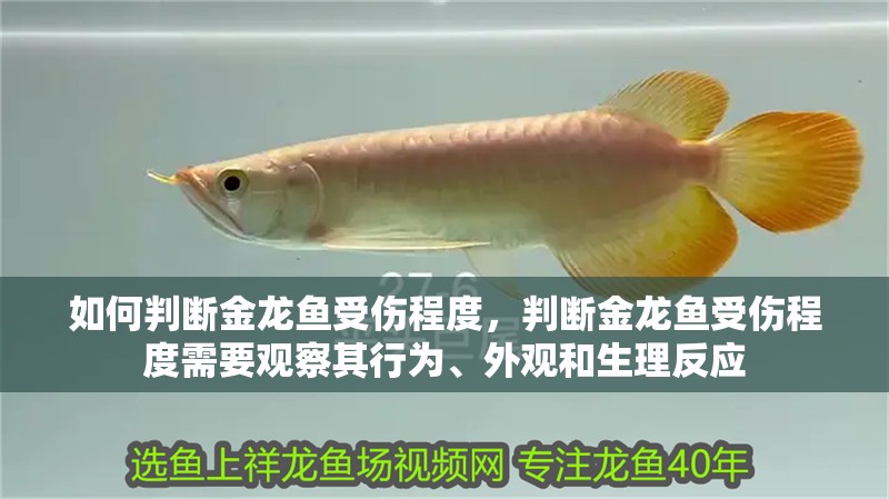 如何判斷金龍魚受傷程度，判斷金龍魚受傷程度需要觀察其行為、外觀和生理反應