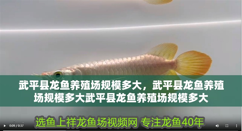 武平縣龍魚養殖場規模多大，武平縣龍魚養殖場規模多大武平縣龍魚養殖場規模多大