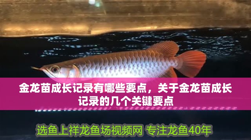 金龍苗成長(zhǎng)記錄有哪些要點(diǎn)，關(guān)于金龍苗成長(zhǎng)記錄的幾個(gè)關(guān)鍵要點(diǎn)