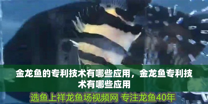 金龍魚的專利技術有哪些應用，金龍魚專利技術有哪些應用