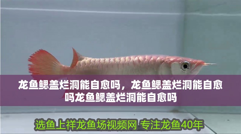 龍魚鰓蓋爛洞能自愈嗎，龍魚鰓蓋爛洞能自愈嗎龍魚鰓蓋爛洞能自愈嗎