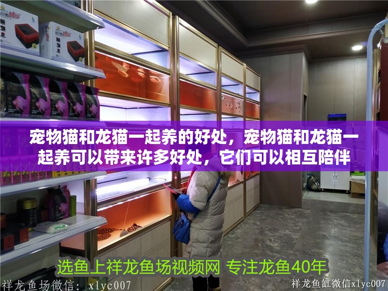 寵物貓和龍貓一起養的好處，寵物貓和龍貓一起養可以帶來許多好處，它們可以相互陪伴