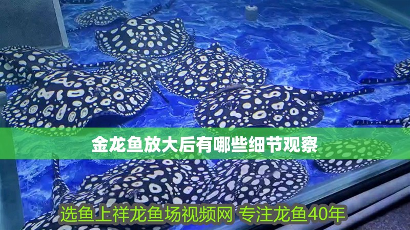 金龍魚放大后有哪些細節觀察