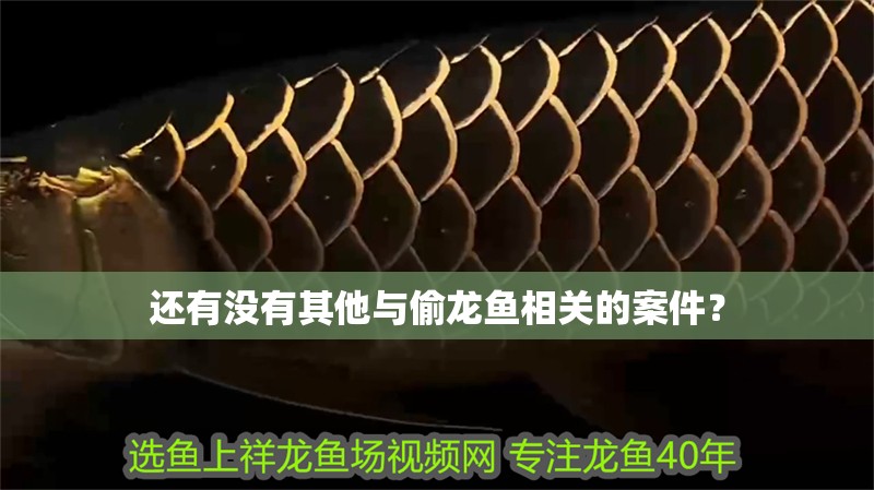 還有沒有其他與偷龍魚相關的案件？