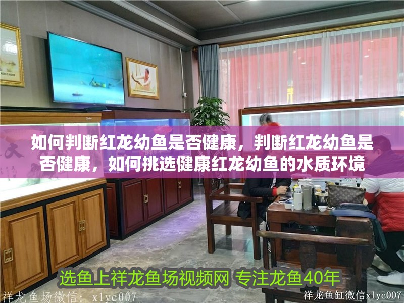 如何判斷紅龍幼魚是否健康，判斷紅龍幼魚是否健康，如何挑選健康紅龍幼魚的水質環境
