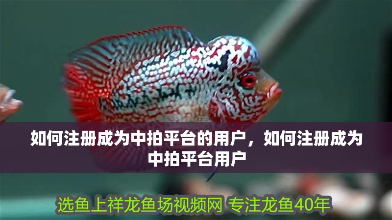 如何注冊成為中拍平臺的用戶，如何注冊成為中拍平臺用戶