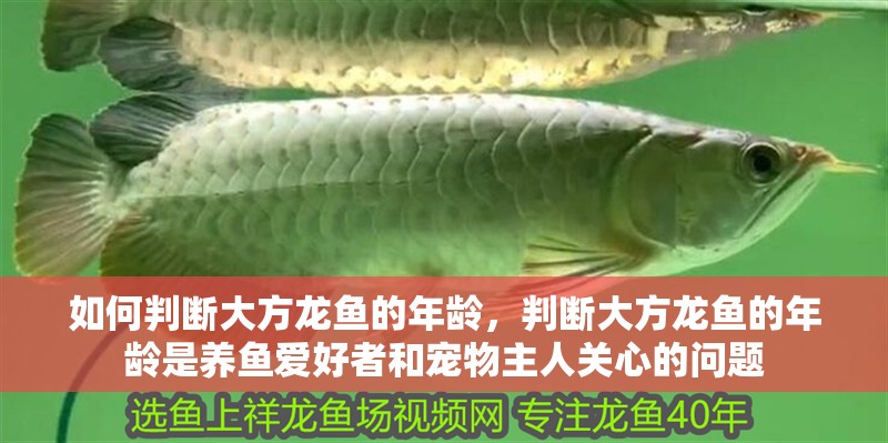 如何判斷大方龍魚的年齡，判斷大方龍魚的年齡是養魚愛好者和寵物主人關心的問題