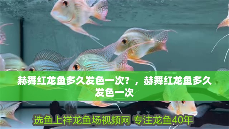 赫舞紅龍魚多久發色一次？，赫舞紅龍魚多久發色一次