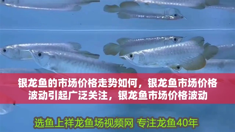 銀龍魚的市場價格走勢如何，銀龍魚市場價格波動引起廣泛關(guān)注，銀龍魚市場價格波動