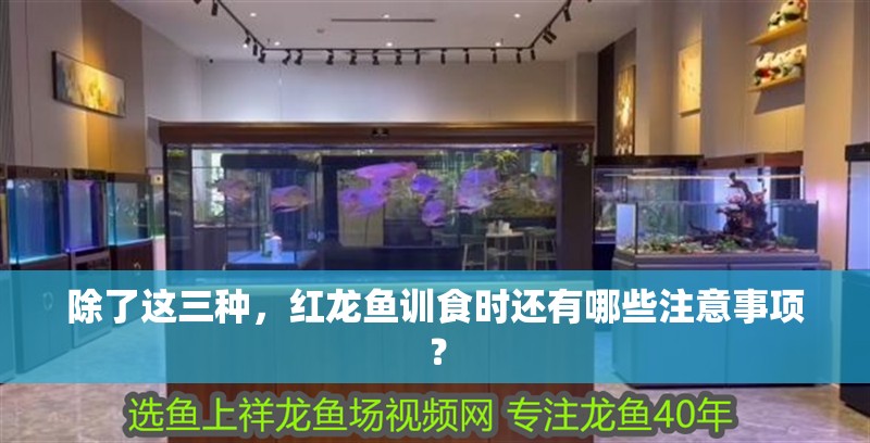 除了這三種，紅龍魚訓(xùn)食時還有哪些注意事項？