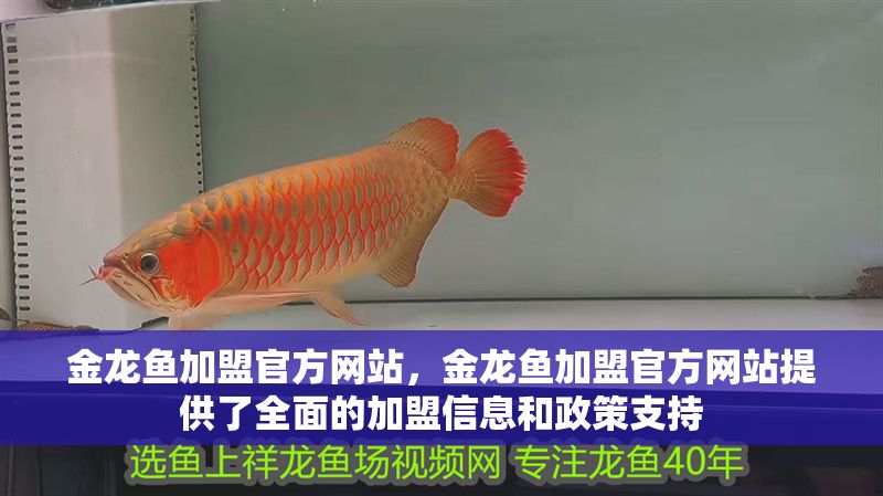 金龍魚加盟官方網站，金龍魚加盟官方網站提供了全面的加盟信息和政策支持