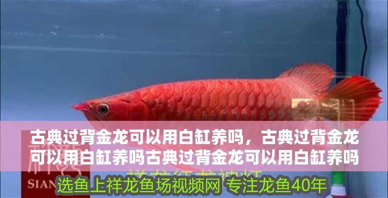 古典過背金龍可以用白缸養(yǎng)嗎，古典過背金龍可以用白缸養(yǎng)嗎古典過背金龍可以用白缸養(yǎng)嗎
