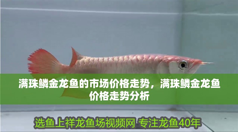 滿珠鱗金龍魚的市場(chǎng)價(jià)格走勢(shì)，滿珠鱗金龍魚價(jià)格走勢(shì)分析