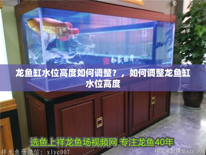 龍魚缸水位高度如何調(diào)整？，如何調(diào)整龍魚缸水位高度
