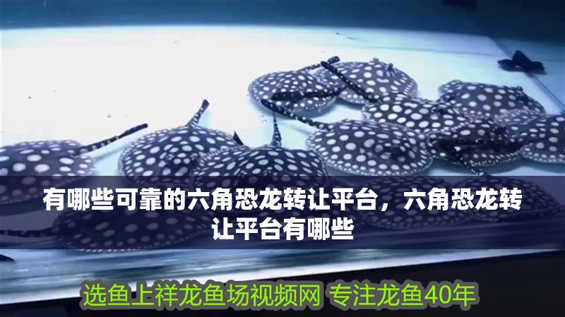 有哪些可靠的六角恐龍轉讓平臺，六角恐龍轉讓平臺有哪些