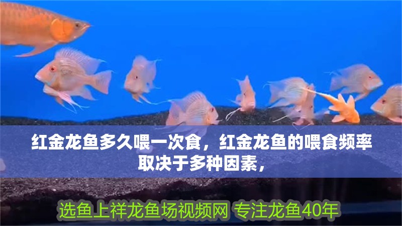 紅金龍魚多久喂一次食，紅金龍魚的喂食頻率取決于多種因素，