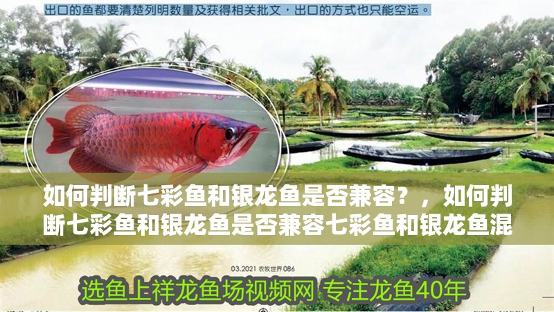 如何判斷七彩魚和銀龍魚是否兼容？，如何判斷七彩魚和銀龍魚是否兼容七彩魚和銀龍魚混養