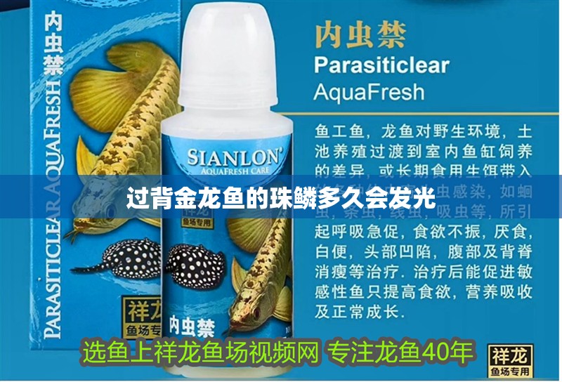 過背金龍魚的珠鱗多久會發(fā)光