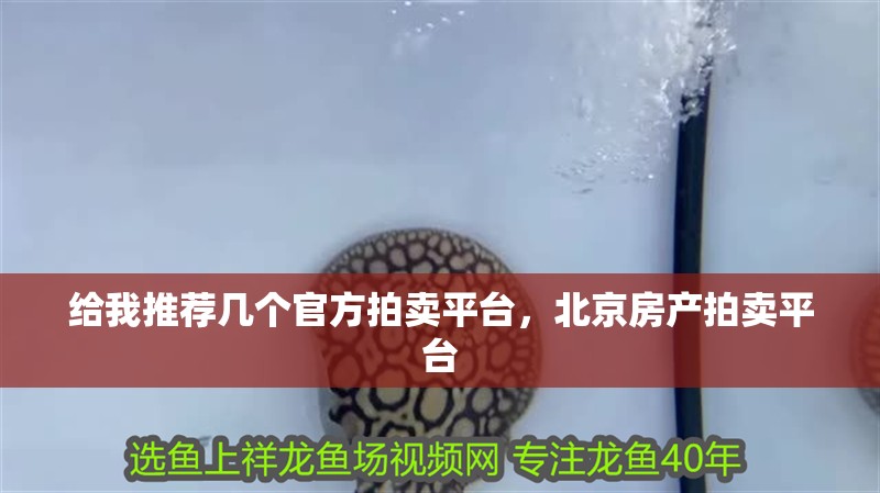 給我推薦幾個官方拍賣平臺，北京房產拍賣平臺
